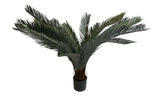 Cycas Revoluta