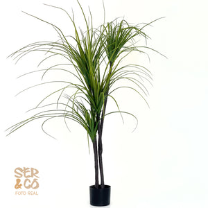 Dracena Fina  150 cm