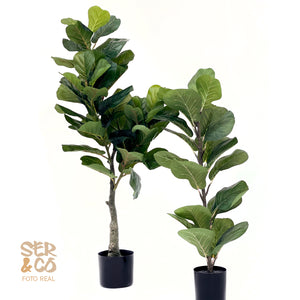 Ficus Lyrata 90 cm