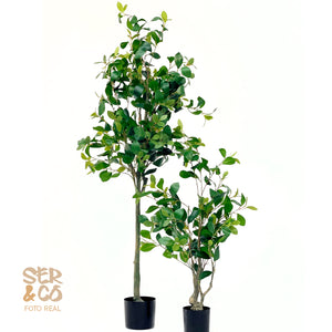 Ficus Nítida 150 cm