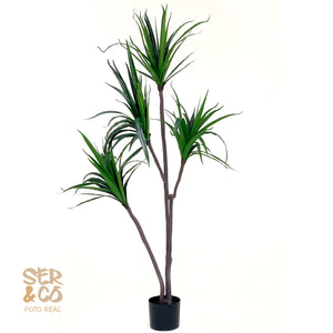 Dracena Alta