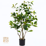 Ficus Nítida 150 cm