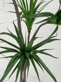 Dracena Alta