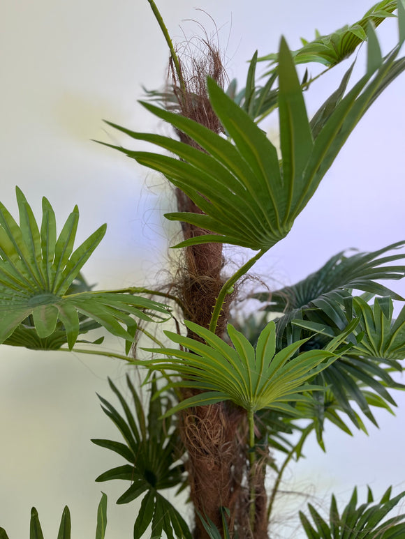 Palmera Abanico