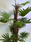 Palmera Abanico