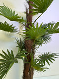 Palmera Abanico