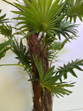 Palmera Abanico