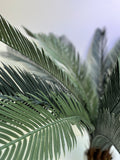 Cycas Revoluta