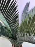 Cycas Revoluta