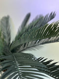 Cycas Revoluta