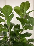 Ficus Lyrata 90 cm