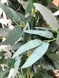 Ramas colgantes  Ampelopsis