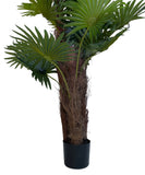 Palmera Abanico