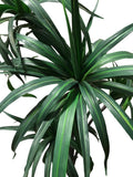 Dracena Alta