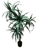 Dracena Alta