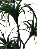 Dracena Alta